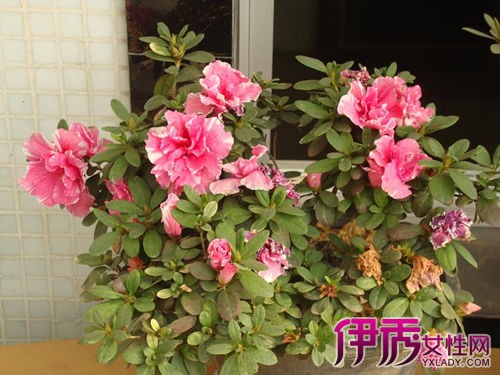 【北方冬天开花的植物】【图】北方冬天开花的