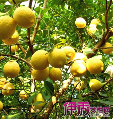 【柠檬的种植条件】【图】柠檬的种植条件 柠