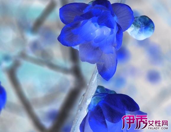 【图】蓝色腊梅图片大全 欣赏冬日里坚强生长的一株花