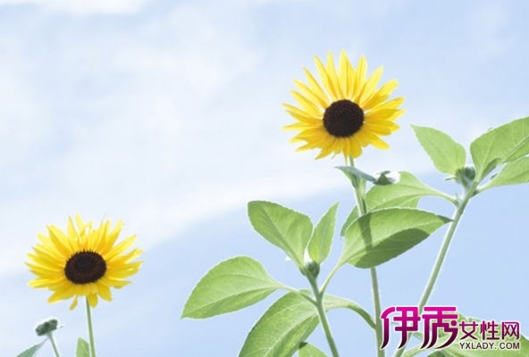 【向日葵种植时间】【图】向日葵种植时间 向