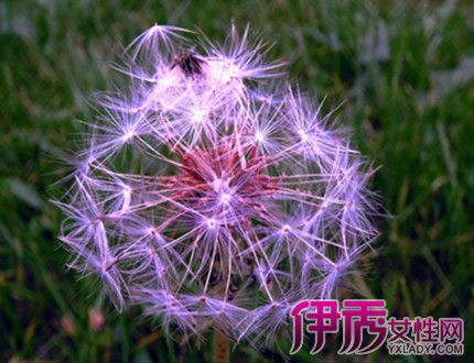 【图】紫色蒲公英的花语是什么 代表你心中完美的爱情