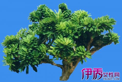 【图】玉麒麟植物图片大全 镇宅之宝你值得拥有