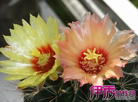 【仙人掌开花吗】【图】仙人掌开花吗 带你掌