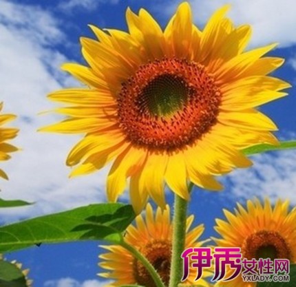 【图】向日葵几点开花的呢 从生物科学上分析向日葵向日的原因