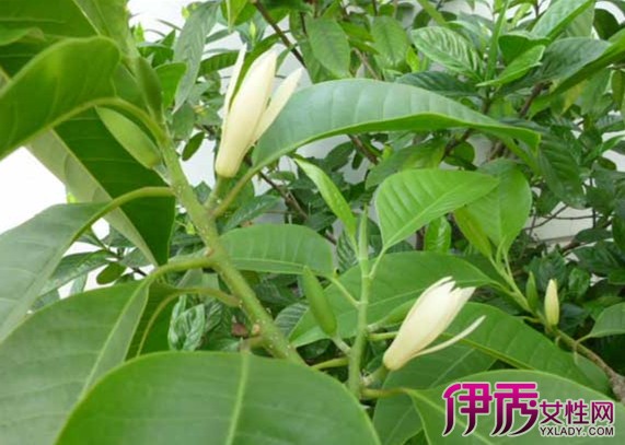 【白兰花移栽】【图】白兰花移栽要注意什么