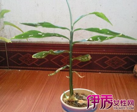 【盆栽姜怎么种】【图】盆栽姜怎么种 这7个管