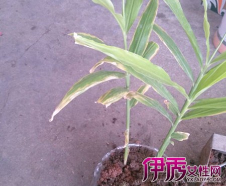 【盆栽姜怎么种】【图】盆栽姜怎么种 这7个管