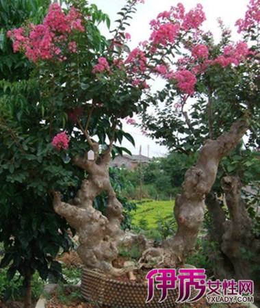 【图】欣赏紫薇树盆景图片 老枝插活的成苗盆栽是快速培养的好方法