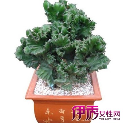 【植物玉麒麟的作用】【图】植物玉麒麟的作用