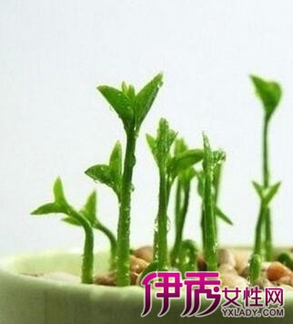 【柚子种子从哪头发芽的】【图】柚子种子从哪