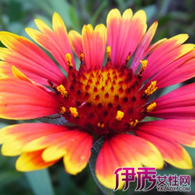 方法】【图】勋章菊的养殖方法介绍 其作用大