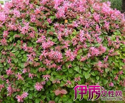 【花草树木怎么过冬】【图】揭秘花草树木怎么