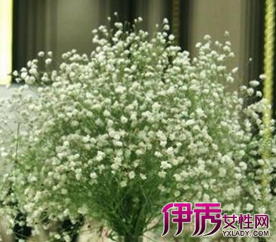 【花草树木怎么过冬】【图】揭秘花草树木怎么