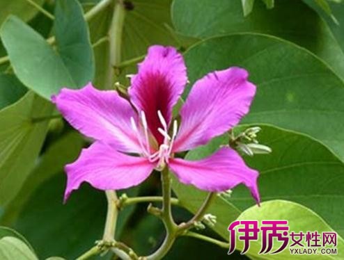 【紫荆花花语是什么】【图】紫荆花花语是什么