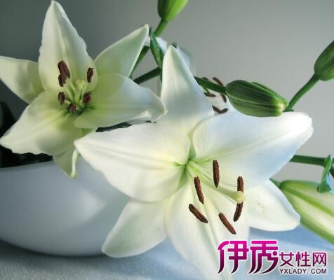 【百合花的寓意是什么】【图】百合花的寓意是