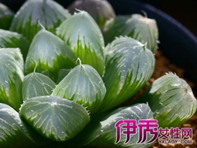 【多肉植物种子种植方法】【图】多肉植物种子