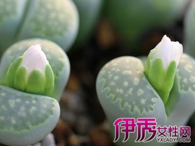 【多肉植物种子种植方法】【图】多肉植物种子