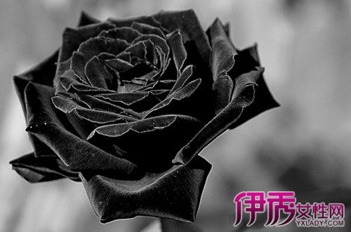 【黑色玫瑰花语什么意思】【图】黑色玫瑰花语