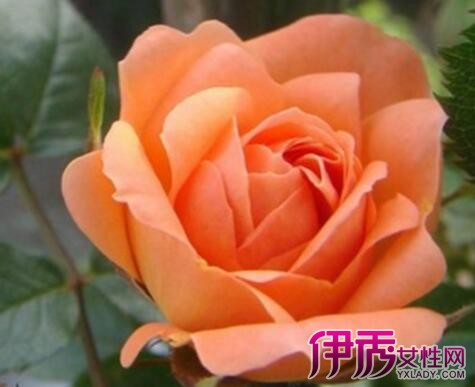 玫瑰花的特点是什么_玫瑰的特点有什么特征