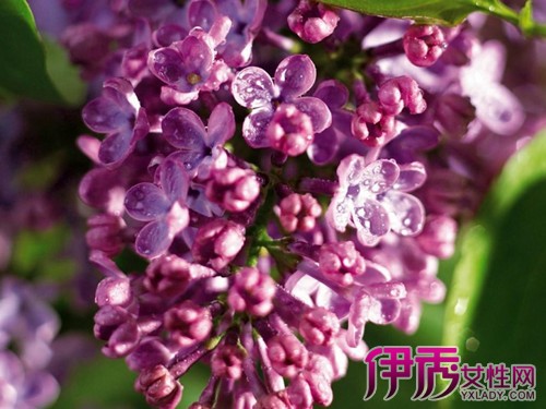 【紫丁香花语是什么】【图】紫丁香花语是什么
