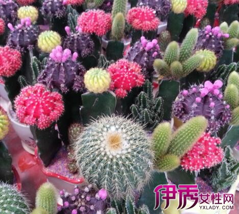 【仙人掌花的药用价值】【图】仙人掌花的药用