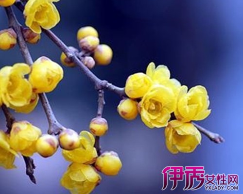【腊梅花怎么养 图片】【图】腊梅花图片大全