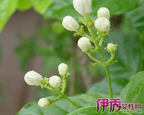 开白花的植物图片 茉莉花的种植技术详解