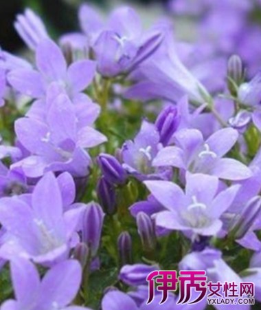 【紫色桔梗花的花语】【图】紫色桔梗花的花语