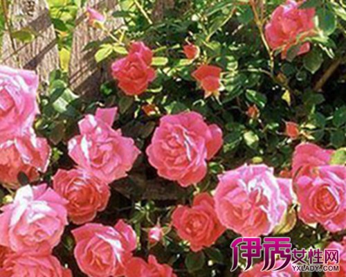 【爬藤蔷薇种多久才开花】【图】爬藤蔷薇种多