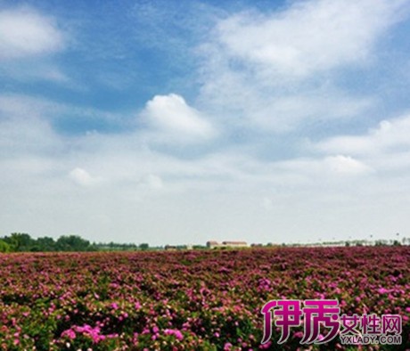 【图】红玫瑰花海图片欣赏
