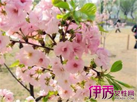 【日本樱花什么时候盛开】【图】日本樱花什么
