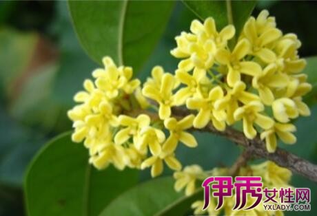 【南方秋天开花的植物】【图】南方秋天开花的