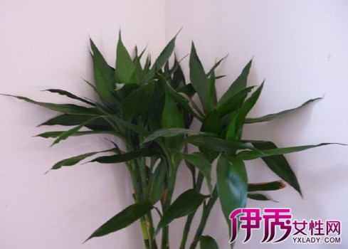 【富贵竹的养殖方法和注意事项有哪些】【图】