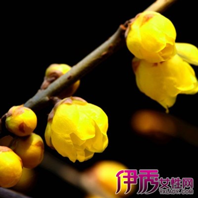 【腊梅花什么时候开花】【图】腊梅花什么时候