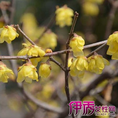 【腊梅花什么时候开花】【图】腊梅花什么时候