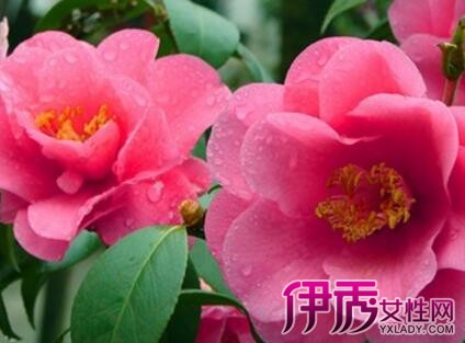 【冬天开花的植物有哪些】【图】冬天开花的植