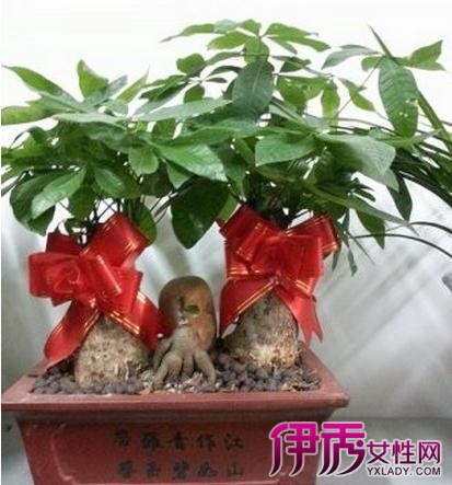 【发财树怎么养活】【图】发财树怎么养活 4大