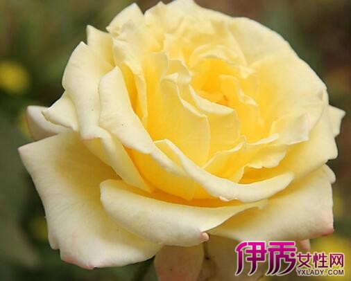 【黄玫瑰花语是什么】【图】黄玫瑰花语是什么