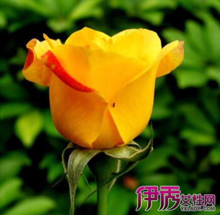 【黄玫瑰花语是什么】【图】黄玫瑰花语是什么