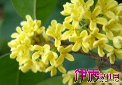 【桂花树的价值和用途】【图】桂花树的价值和