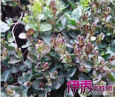 【绿篱植物图片】【图】绿篱植物图片展示 为