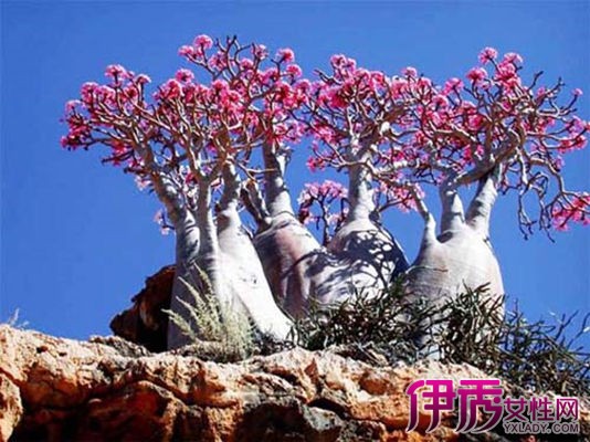 【沙漠玫瑰的养殖方法和注意事项有哪些】【图