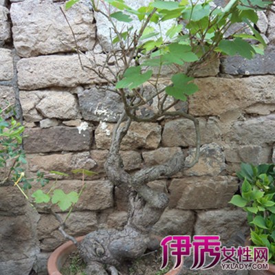 【山葡萄盆景图片】【图】山葡萄盆景图片欣赏