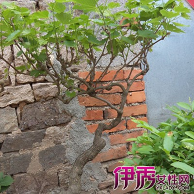 【山葡萄盆景图片】【图】山葡萄盆景图片欣赏