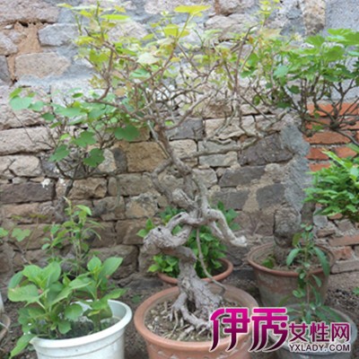 【山葡萄盆景图片】【图】山葡萄盆景图片欣赏