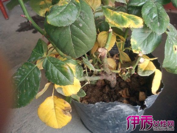 【月季叶子发黄怎么办】【图】月季叶子发黄怎