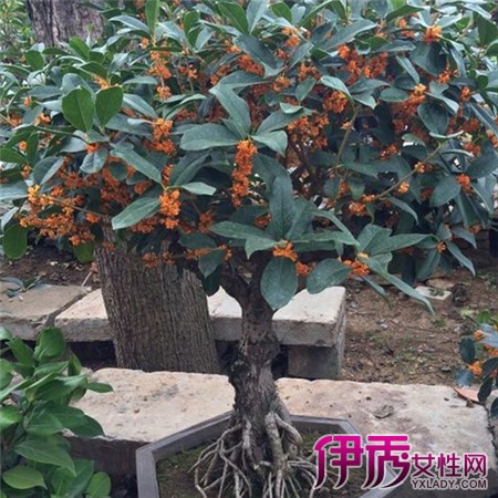 【盆栽桂花的养殖方法】【图】分享盆栽桂花的