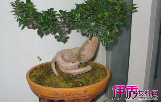 由于人参榕树根系发达,根部常隆起,并凸出地面,根块造型独特,令