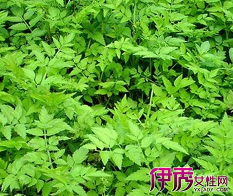 花草 正文  有毒野芹菜图片 紧急处理:立即手法或药物催吐,催吐后给