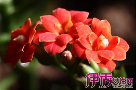 【长寿花不开花的原因】【图】长寿花不开花的